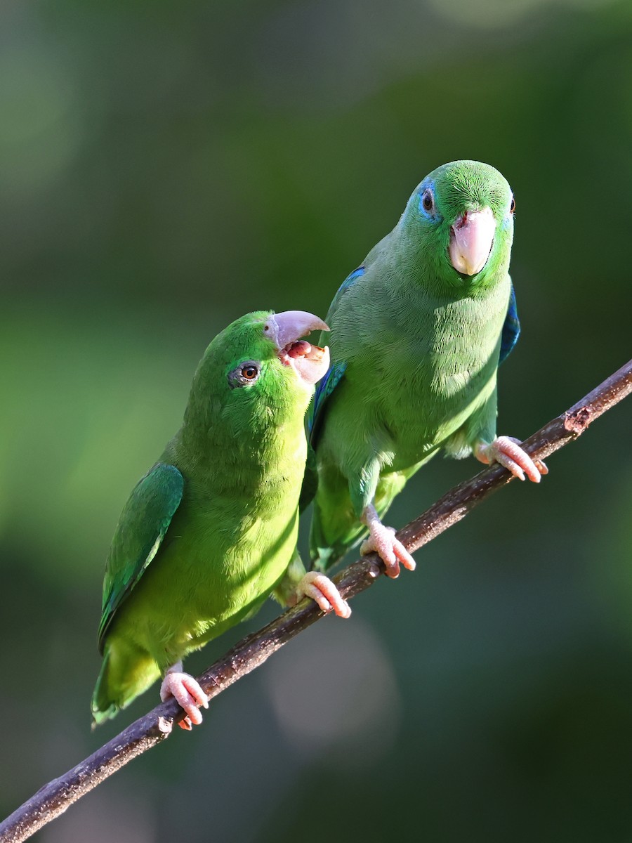 Spectacled Parrotlet - ML646186372