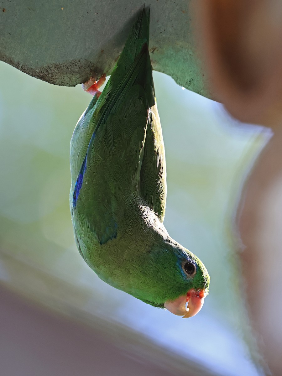Spectacled Parrotlet - ML646186373