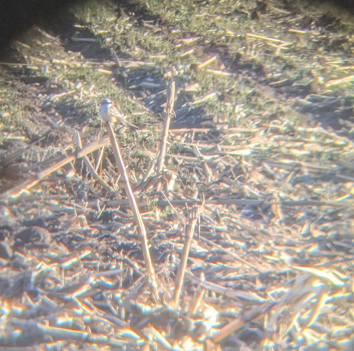 Scissor-tailed Flycatcher - ML646186375