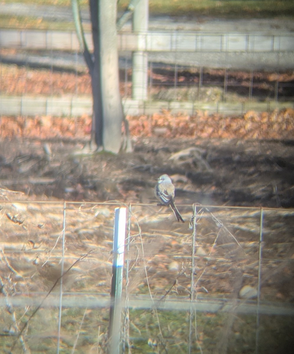 Scissor-tailed Flycatcher - ML646186376
