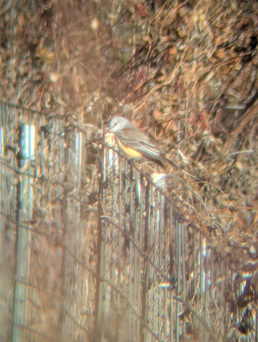 Scissor-tailed Flycatcher - ML646186377