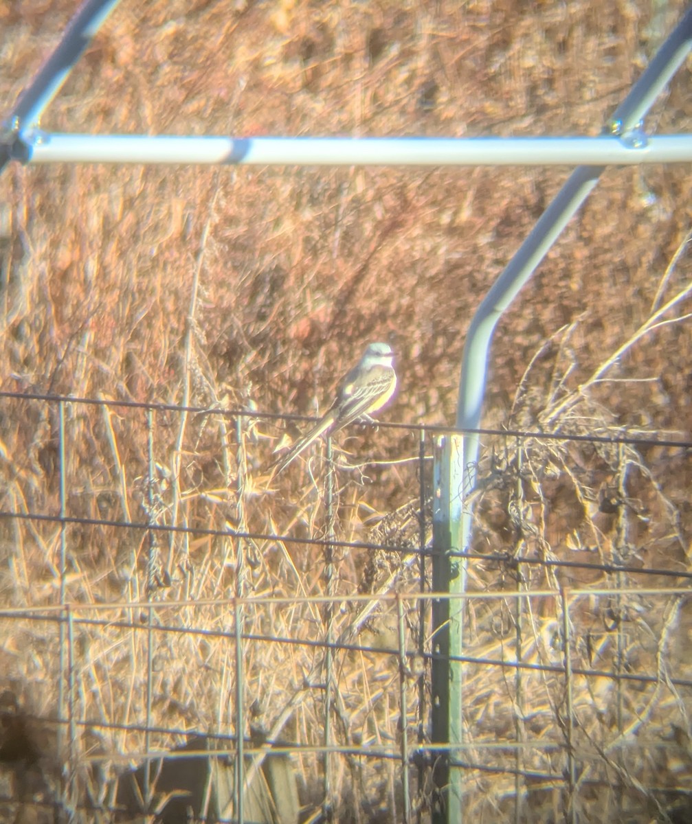 Scissor-tailed Flycatcher - ML646186378