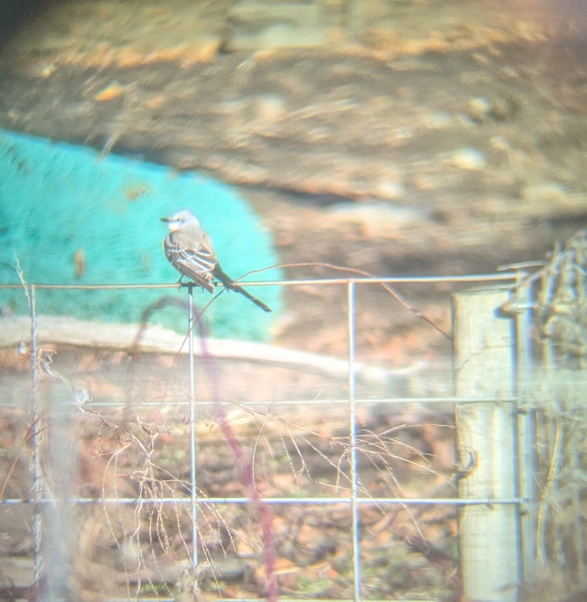 Scissor-tailed Flycatcher - ML646186379