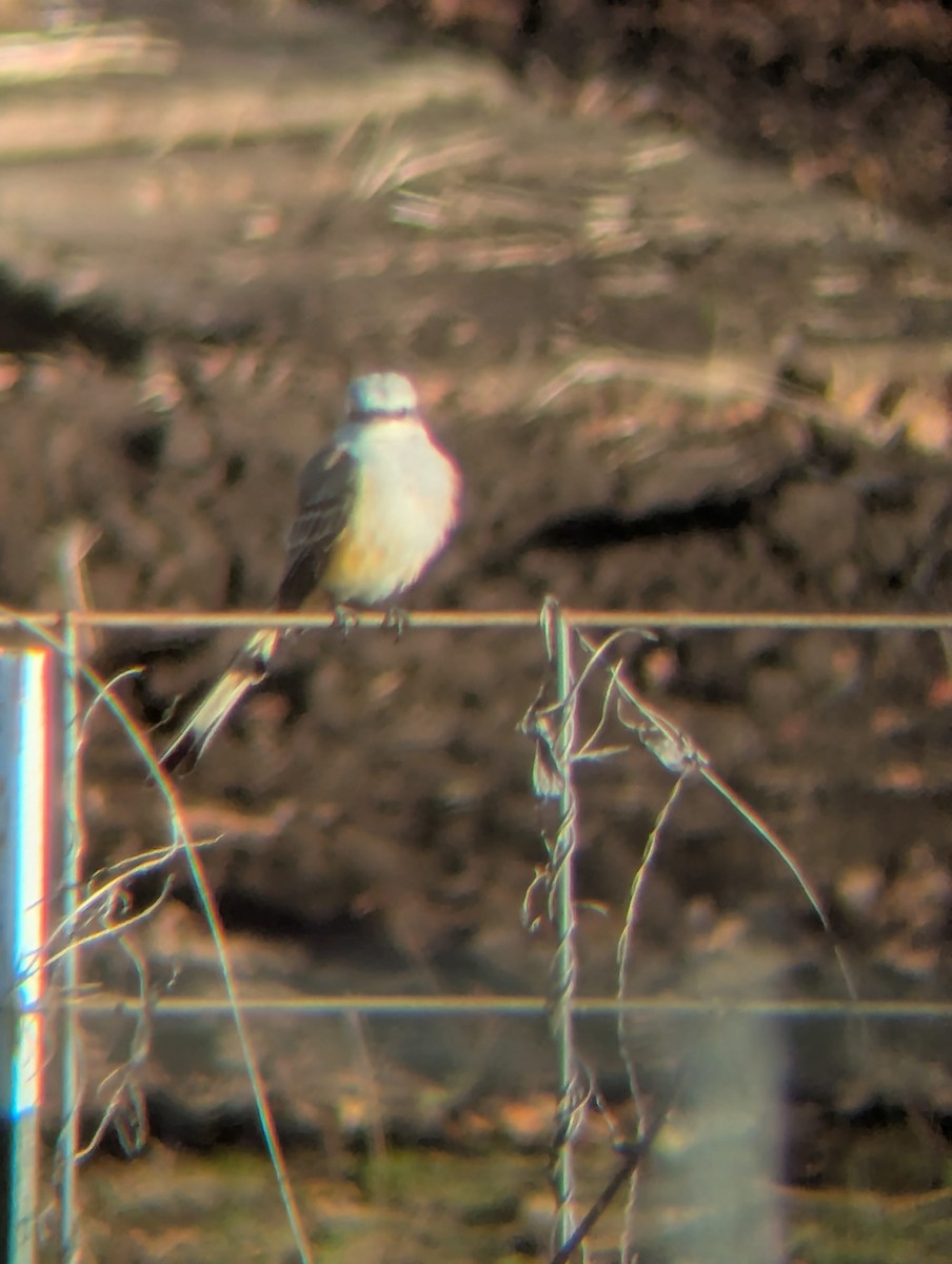 Scissor-tailed Flycatcher - ML646186381