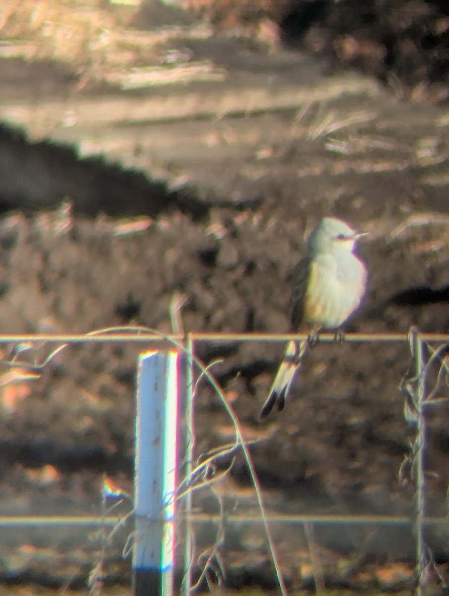 Scissor-tailed Flycatcher - ML646186382