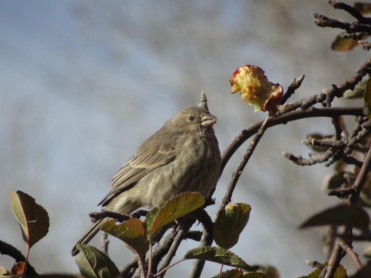 House Finch - ML646186384