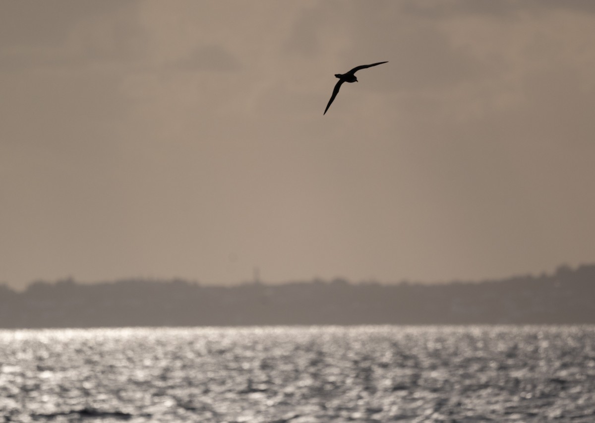 Bermuda Petrel - ML646186386