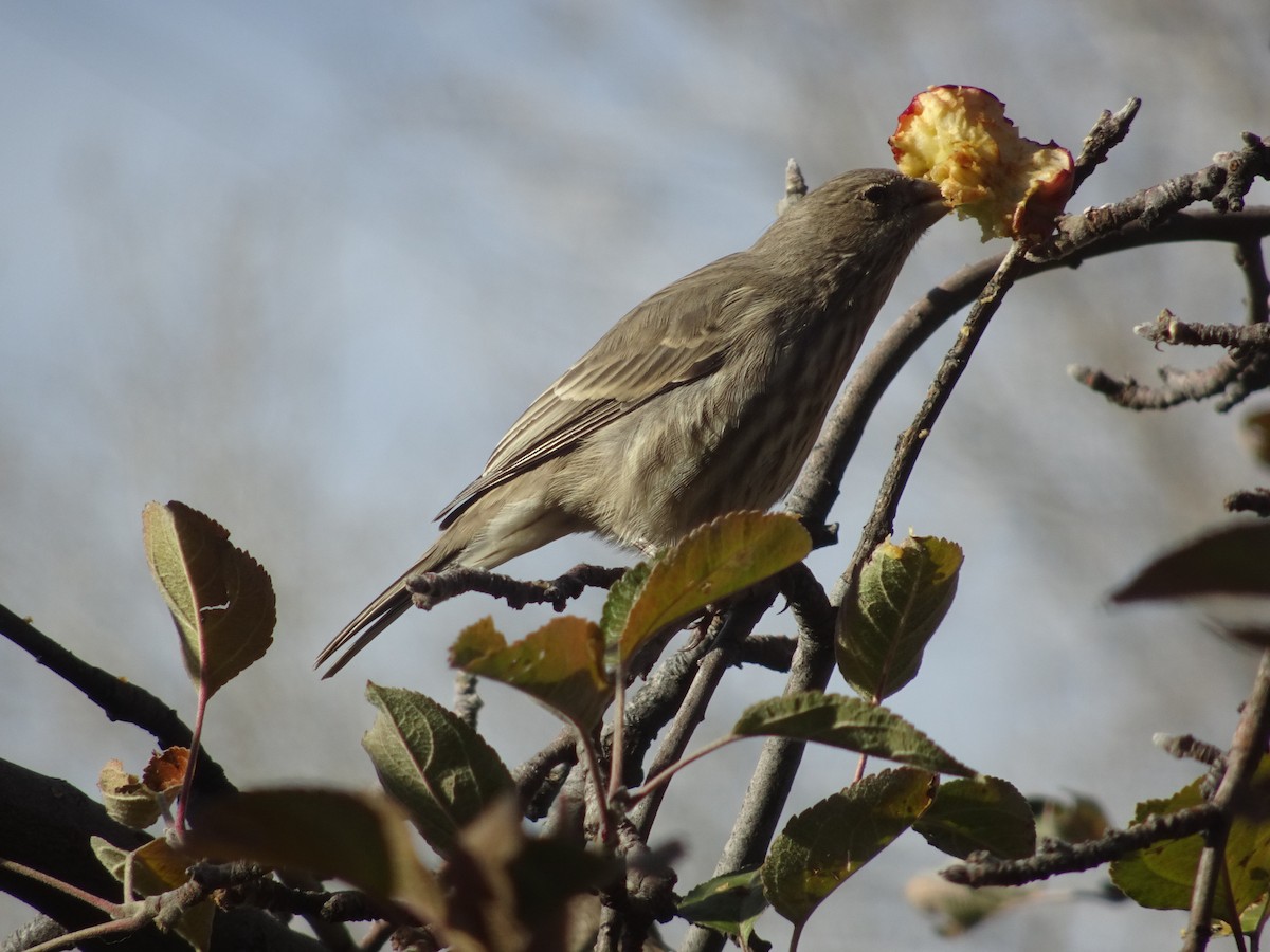 House Finch - ML646186388