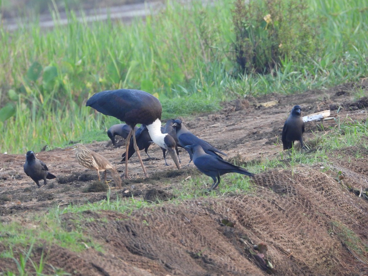 House Crow - ML646186389