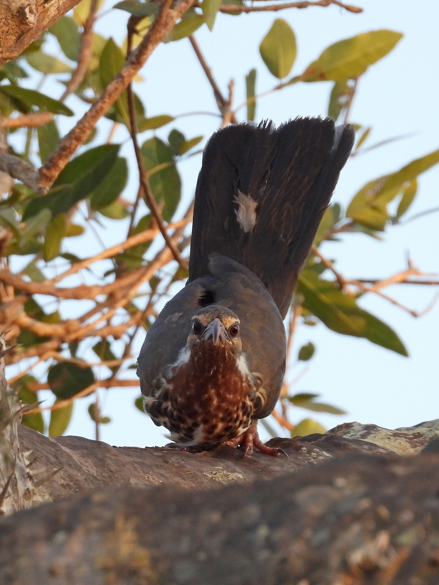 Subdesert Mesite - ML646186393