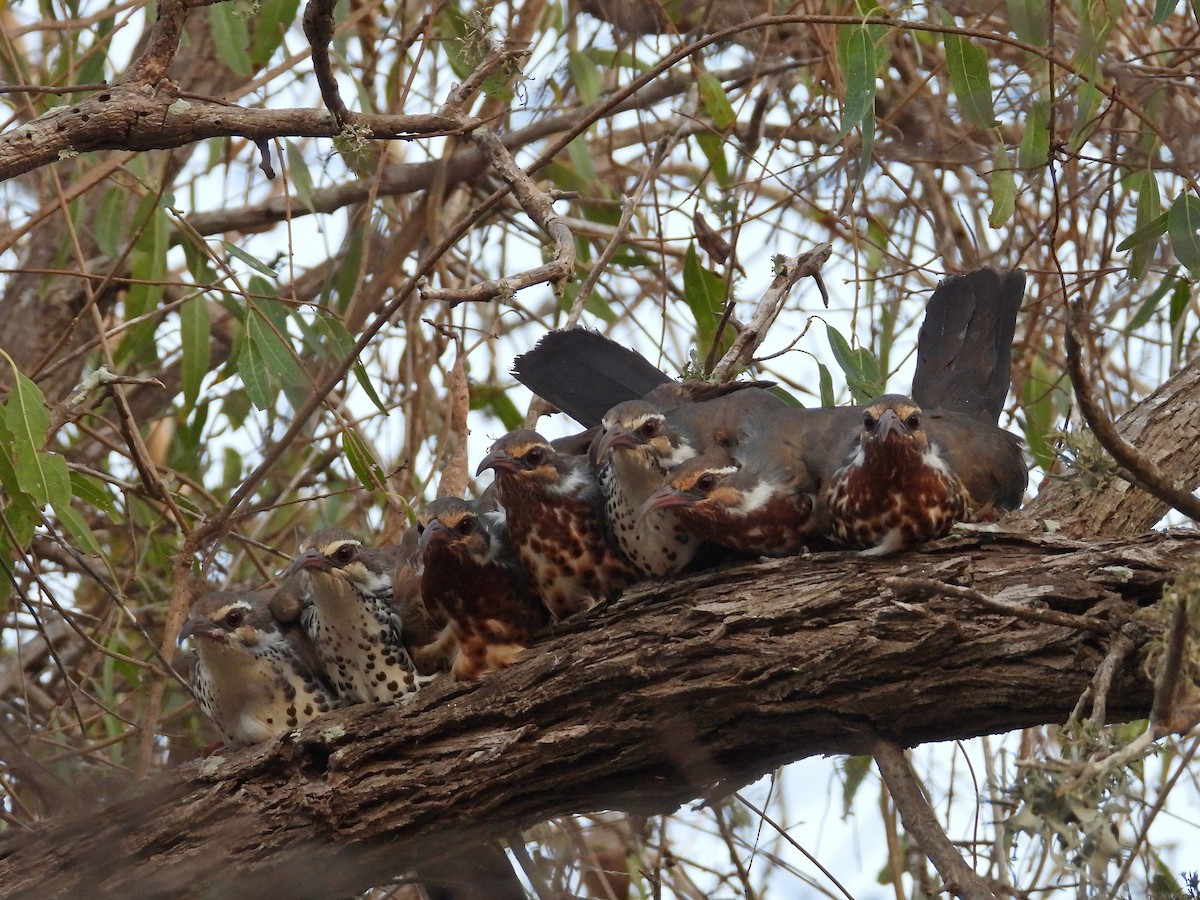 Subdesert Mesite - ML646186394