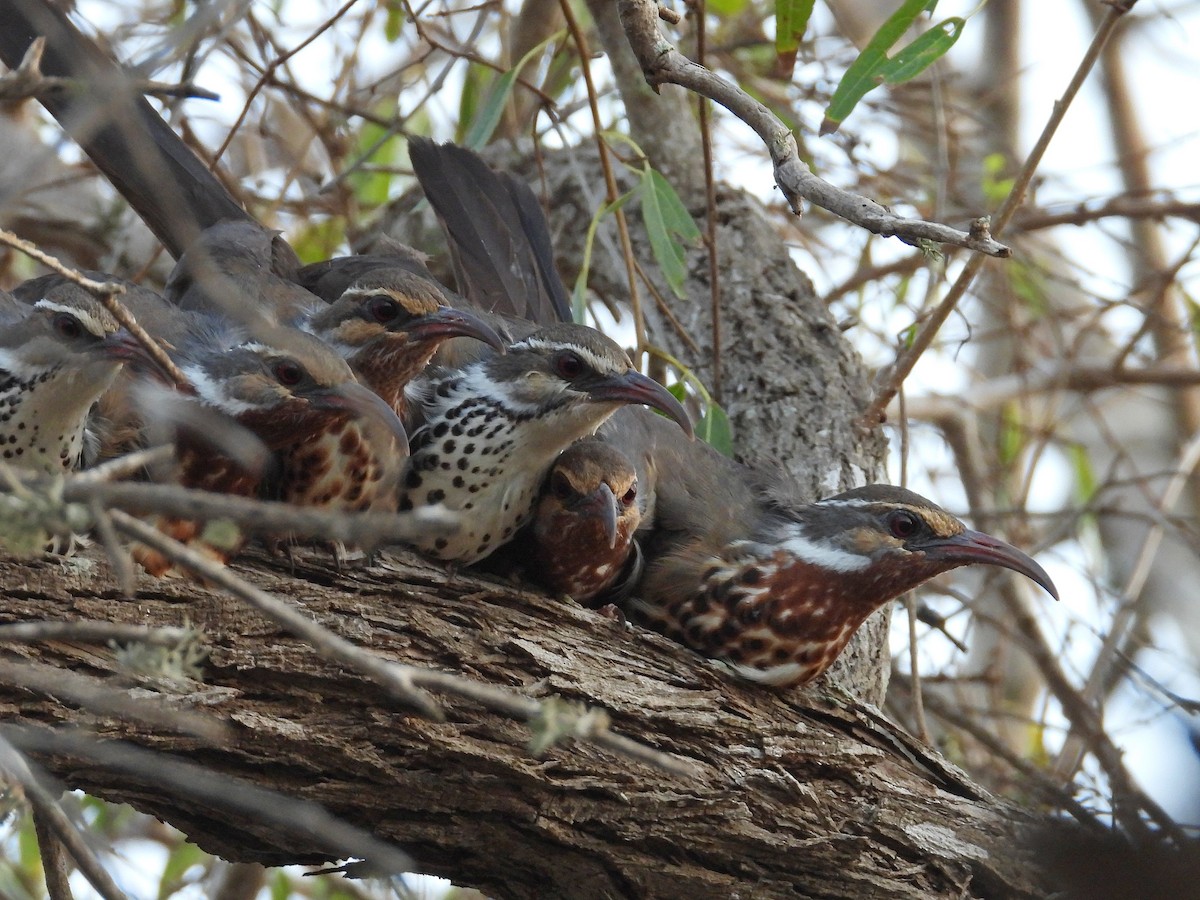 Subdesert Mesite - ML646186395