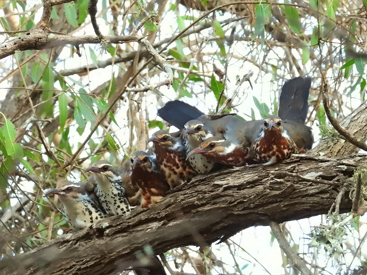 Subdesert Mesite - ML646186396