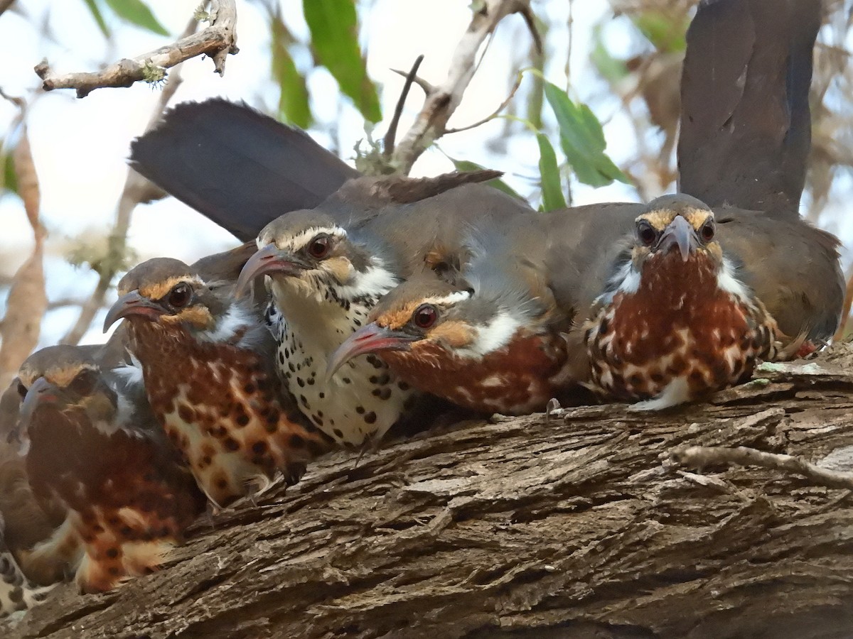 Subdesert Mesite - ML646186397