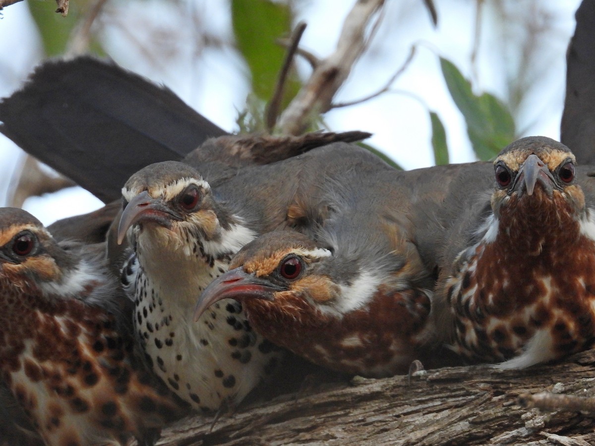 Subdesert Mesite - ML646186398