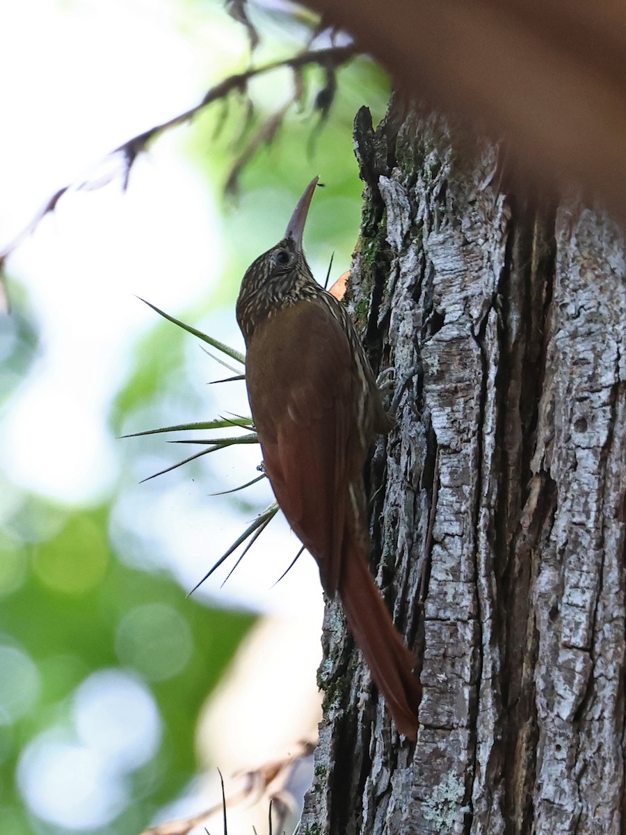 Streak-headed Woodcreeper - ML646186402