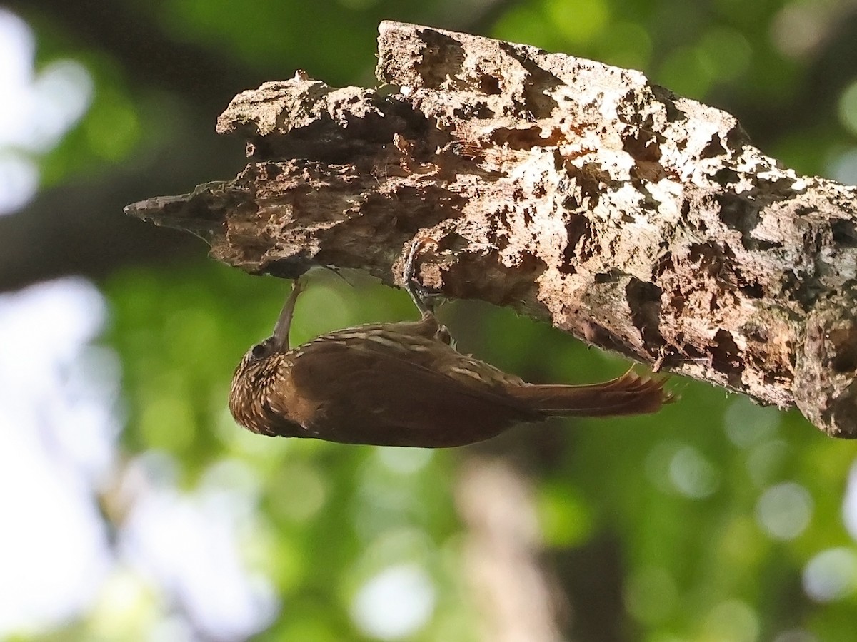 Streak-headed Woodcreeper - ML646186404