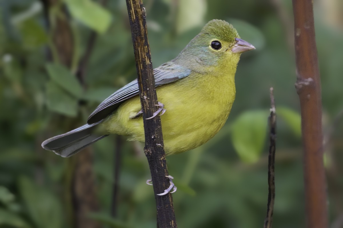 Orange-breasted Bunting - ML646186417