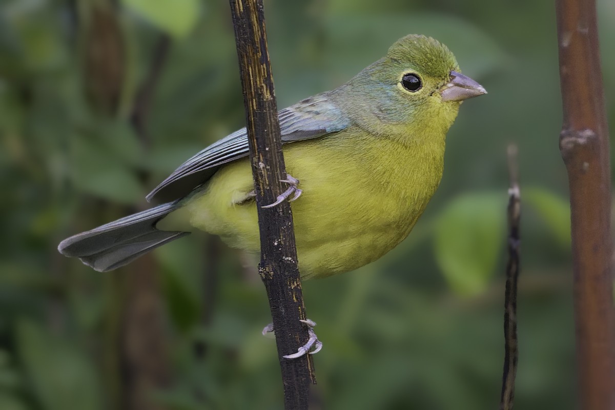 Orange-breasted Bunting - ML646186418