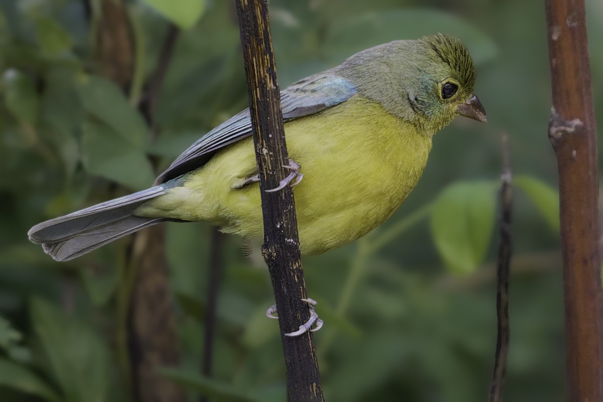 Orange-breasted Bunting - ML646186419
