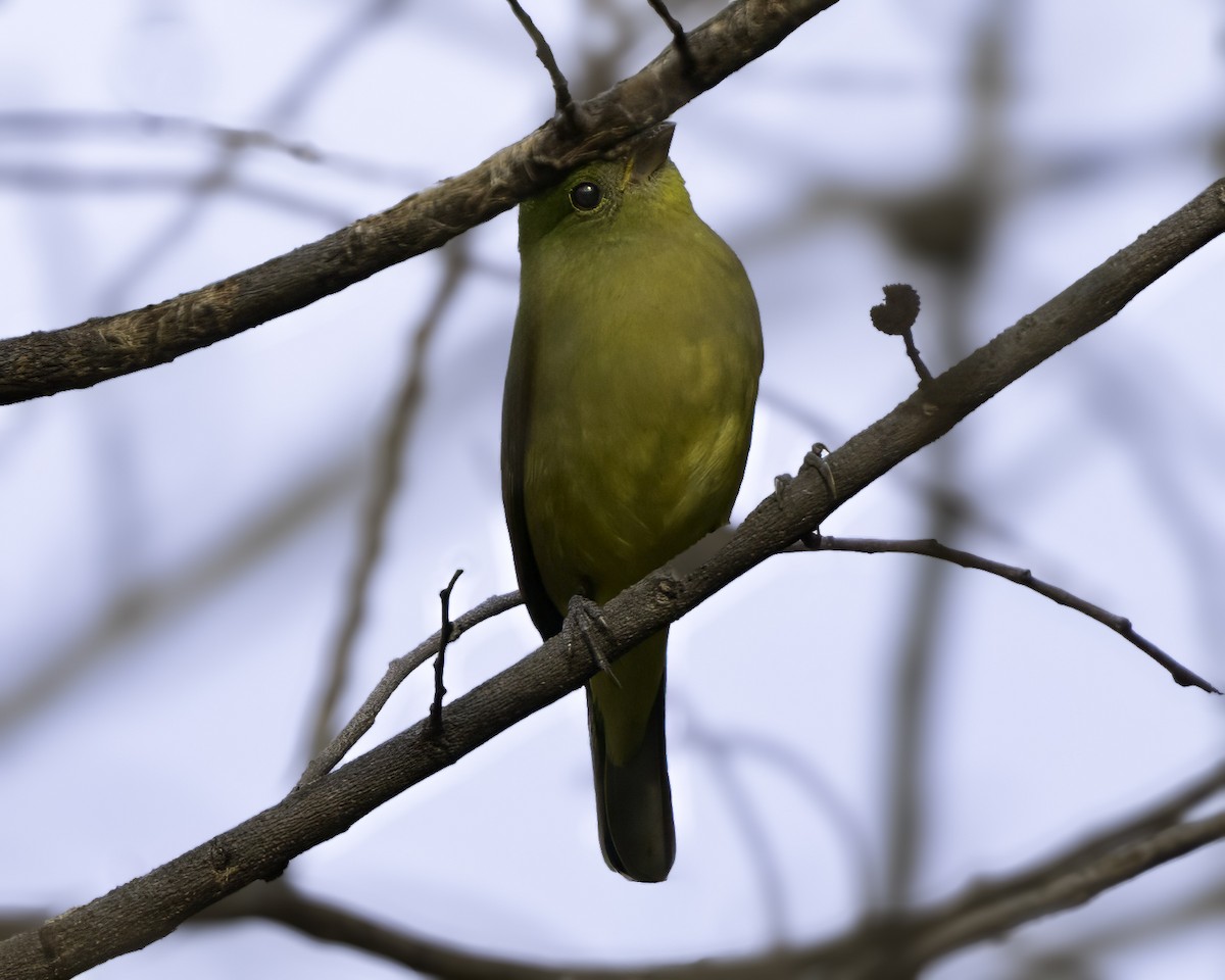 Orange-breasted Bunting - ML646186420