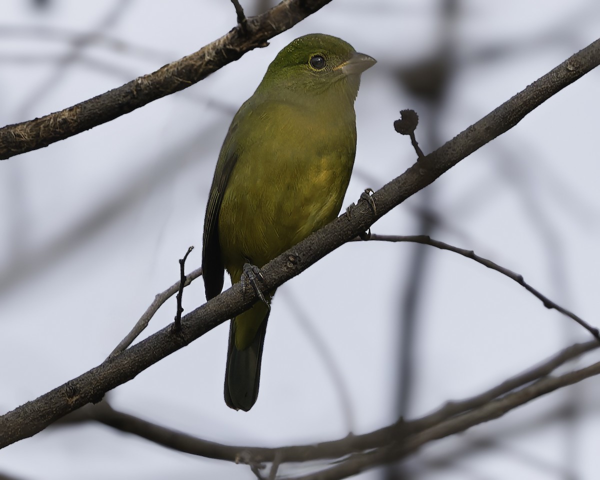 Orange-breasted Bunting - ML646186421