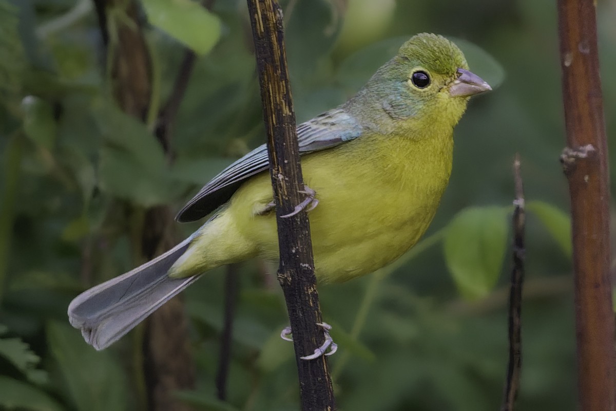 Orange-breasted Bunting - ML646186422