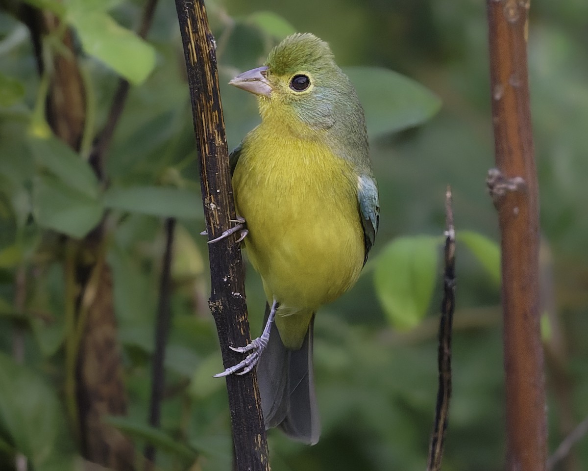 Orange-breasted Bunting - ML646186423