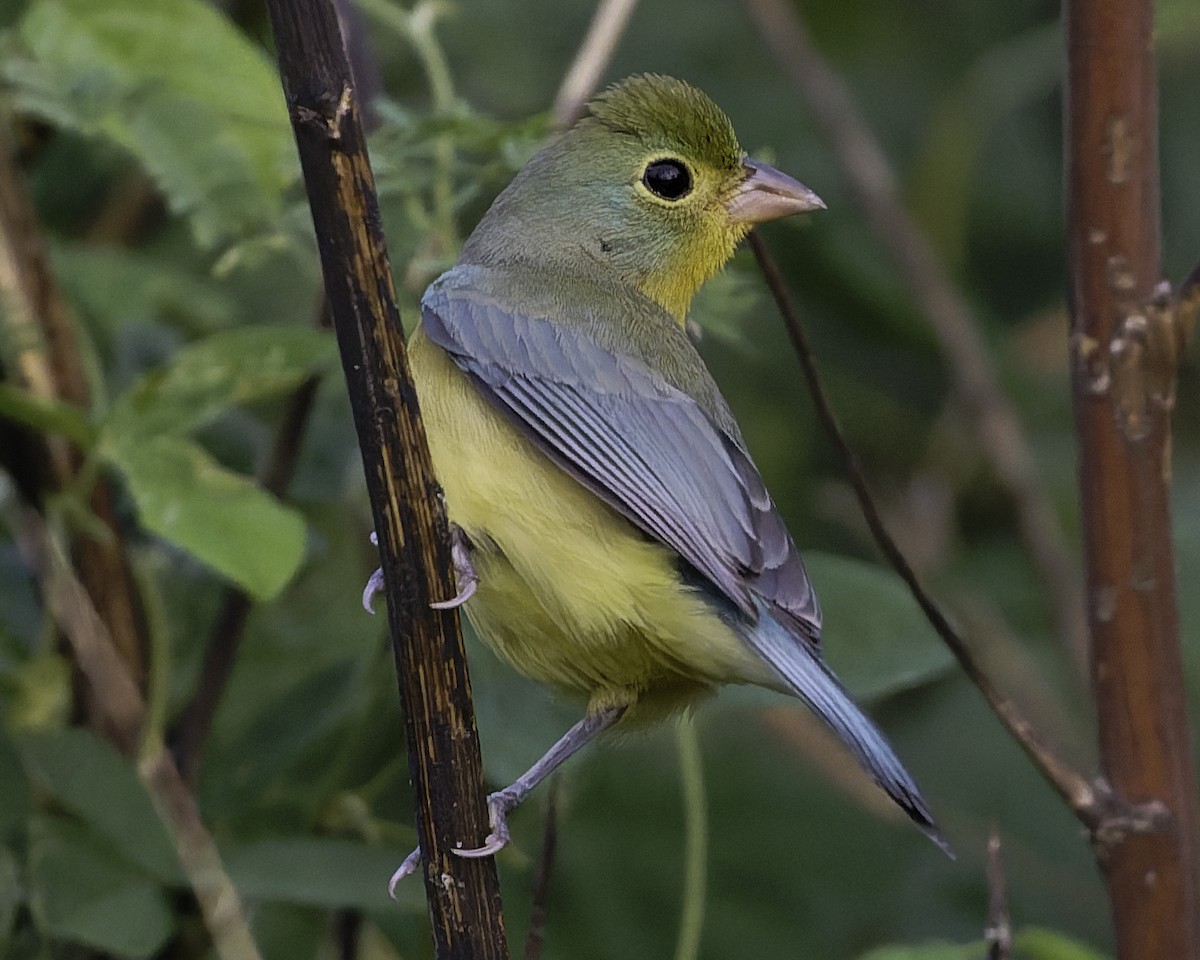 Orange-breasted Bunting - ML646186424