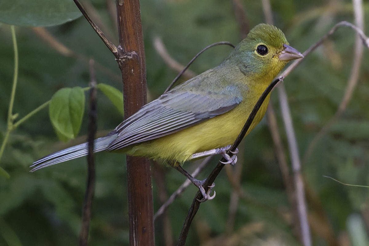 Orange-breasted Bunting - ML646186425
