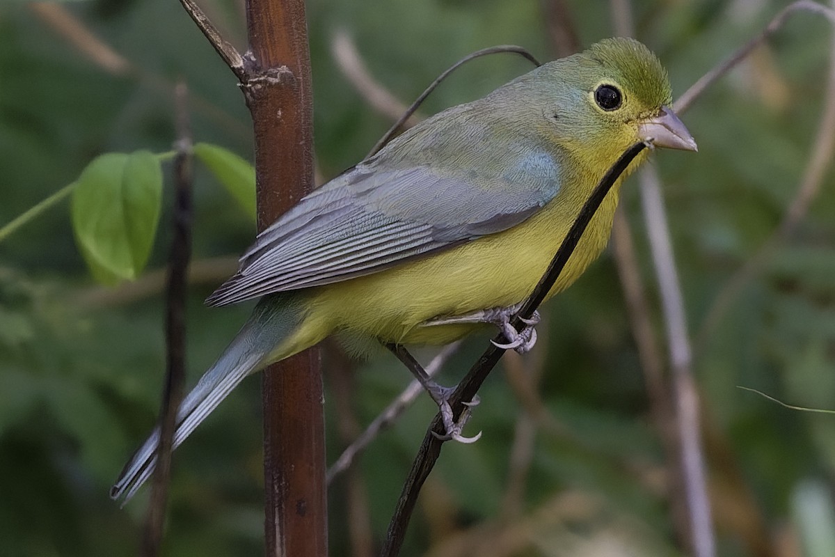 Orange-breasted Bunting - ML646186426