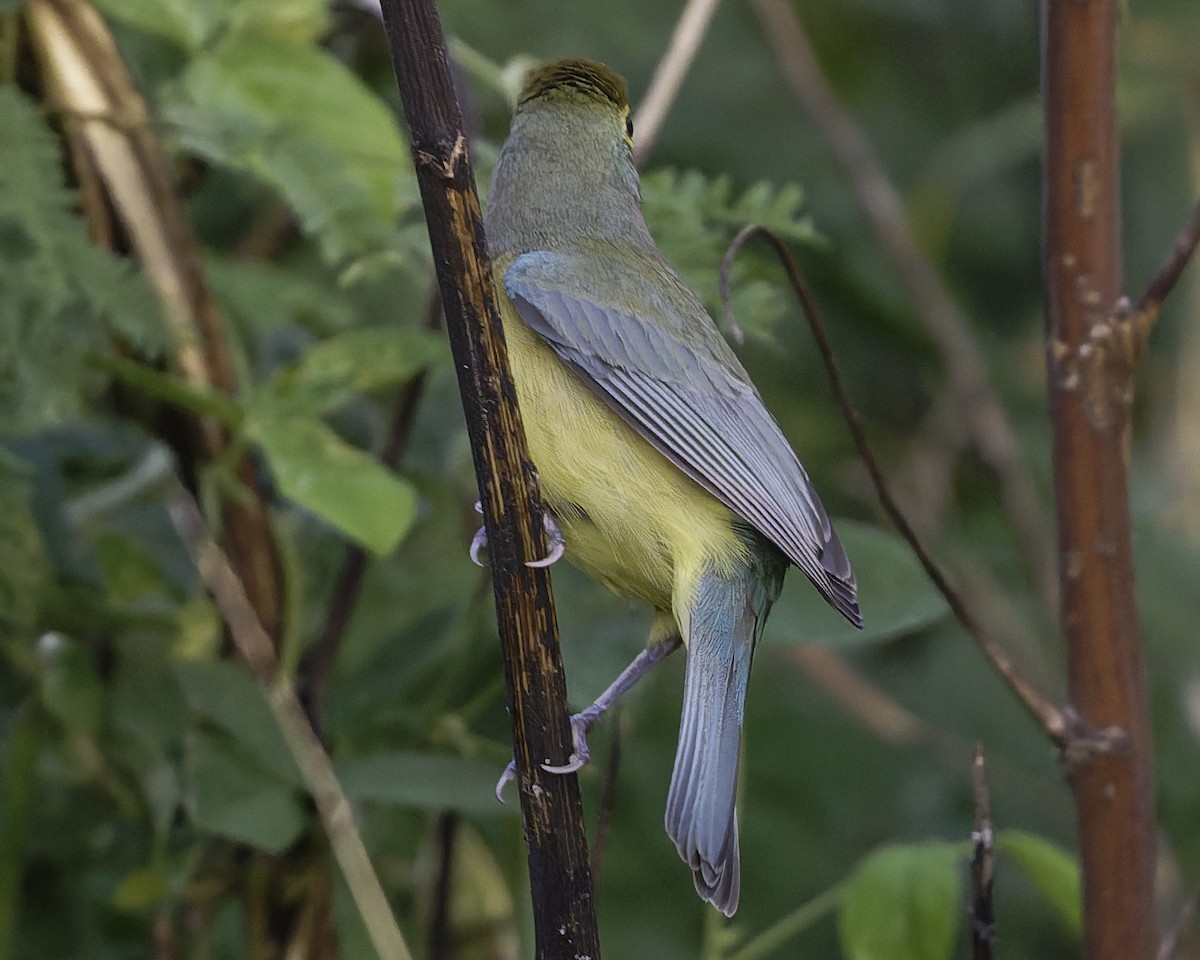 Orange-breasted Bunting - ML646186427