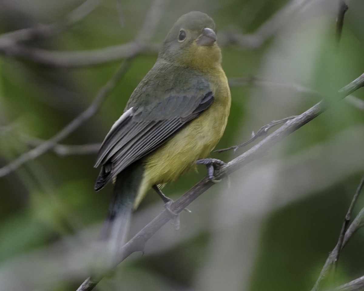Orange-breasted Bunting - ML646186428
