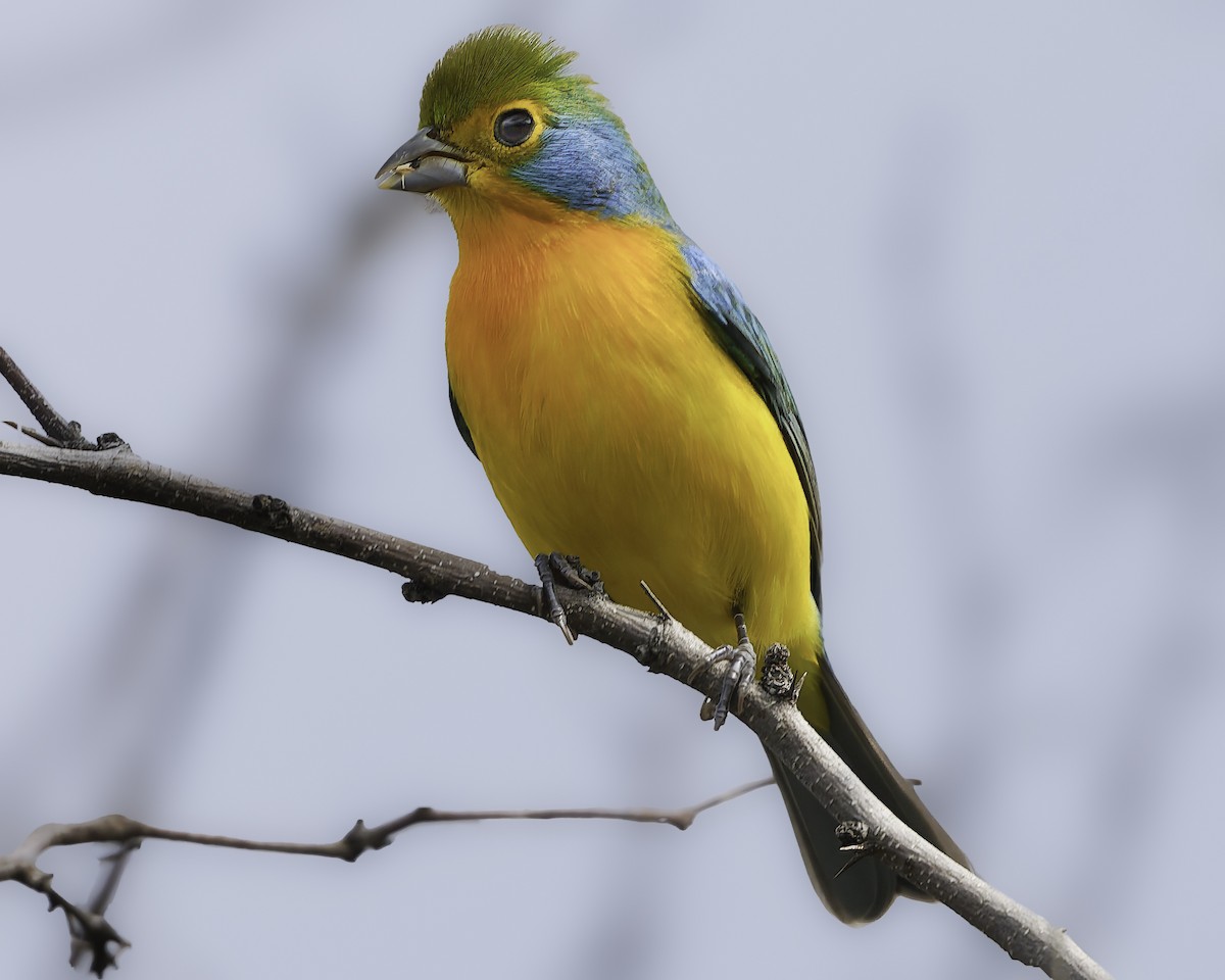 Orange-breasted Bunting - ML646186429