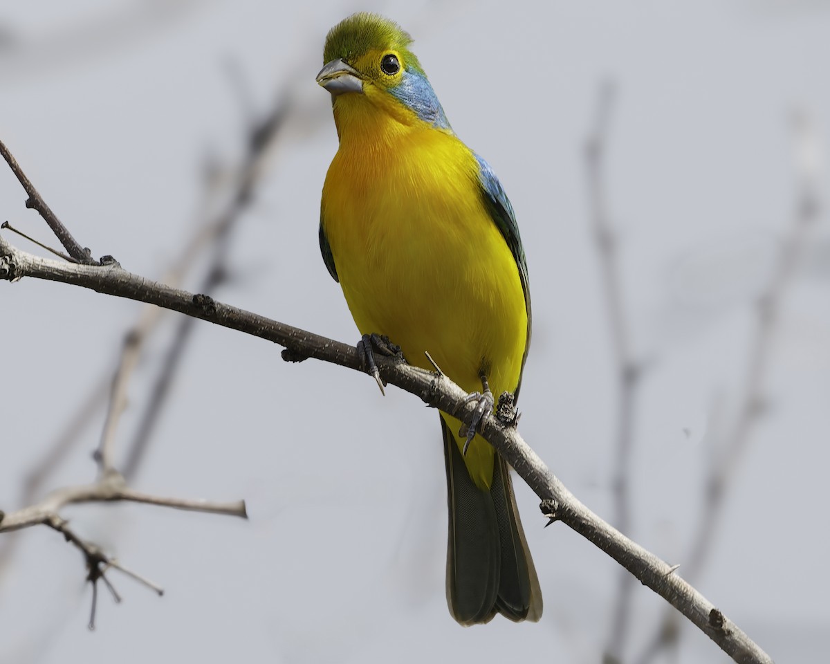 Orange-breasted Bunting - ML646186430