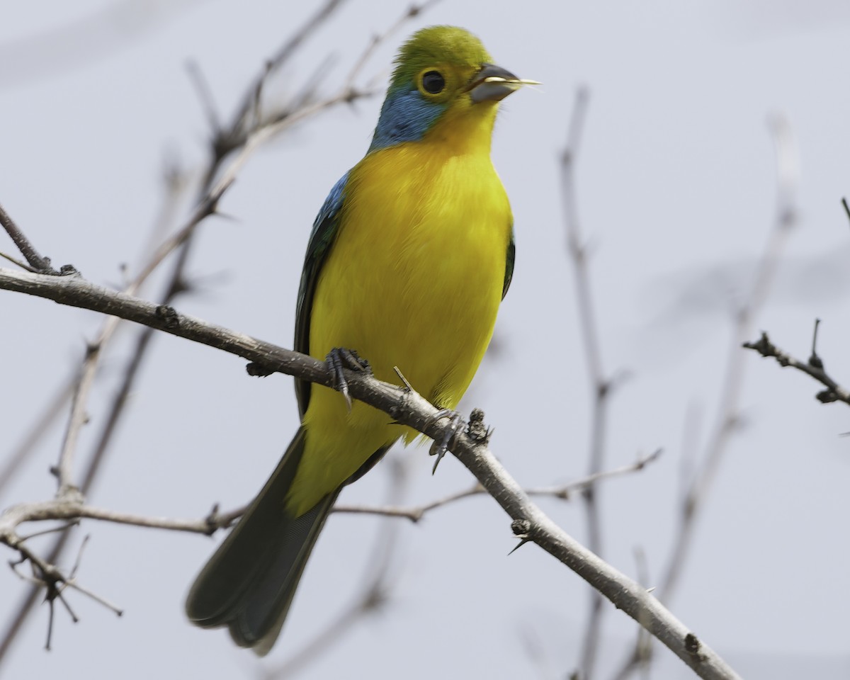 Orange-breasted Bunting - ML646186431