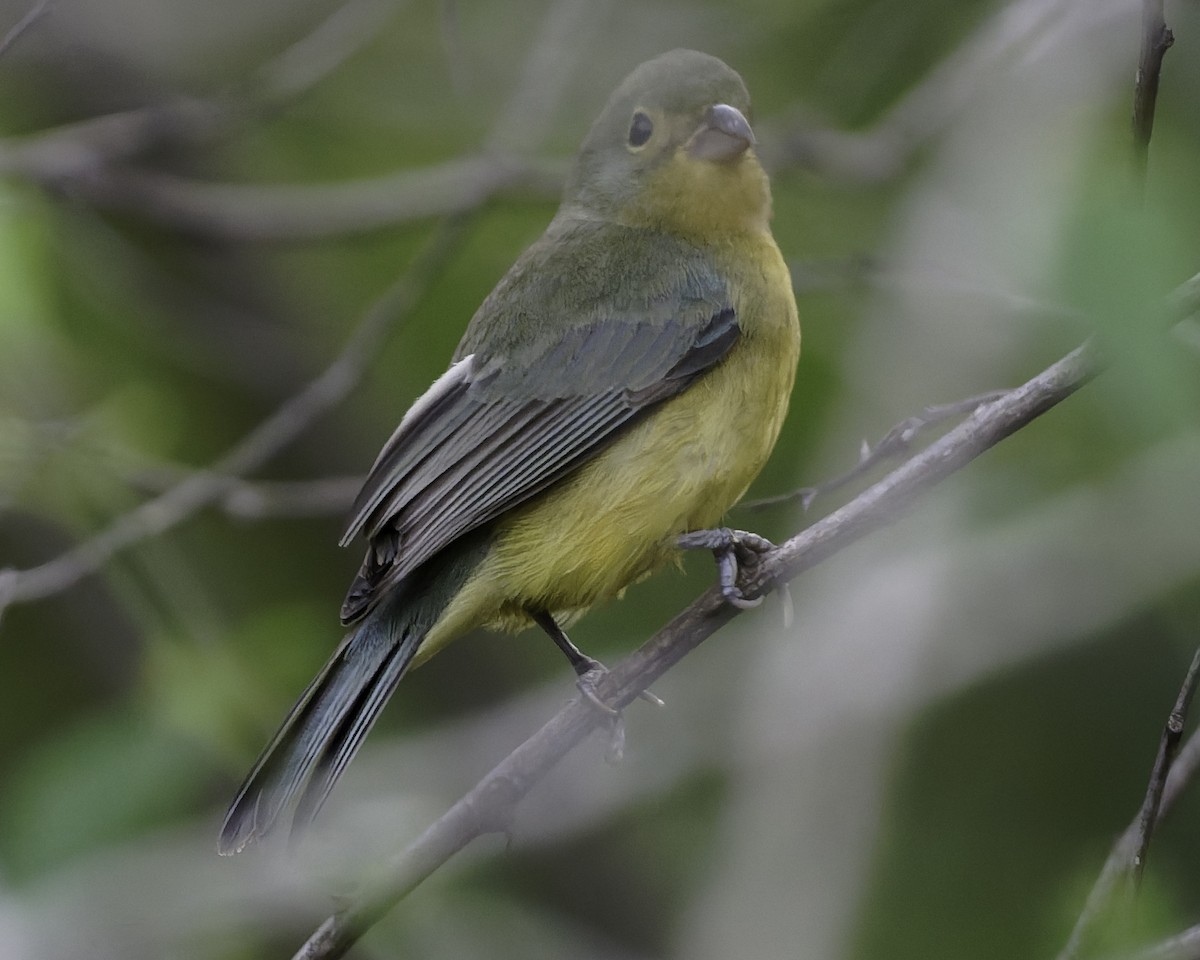 Orange-breasted Bunting - ML646186432