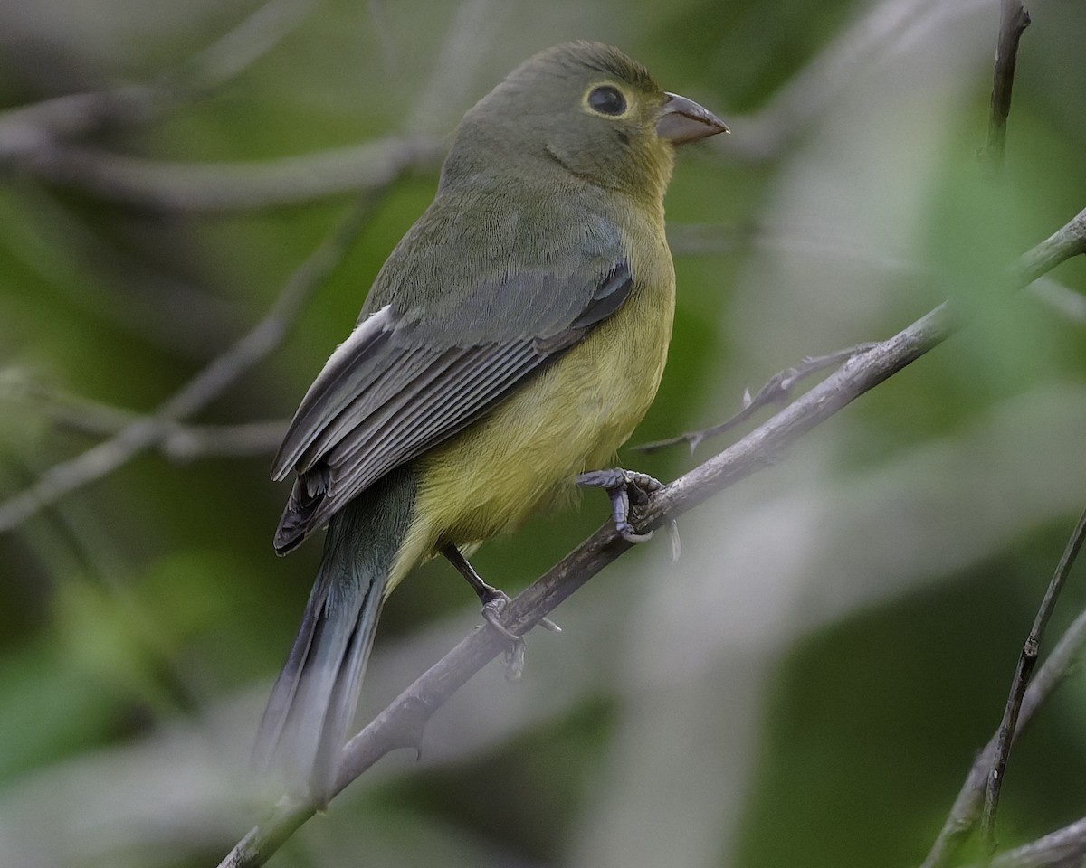Orange-breasted Bunting - ML646186433