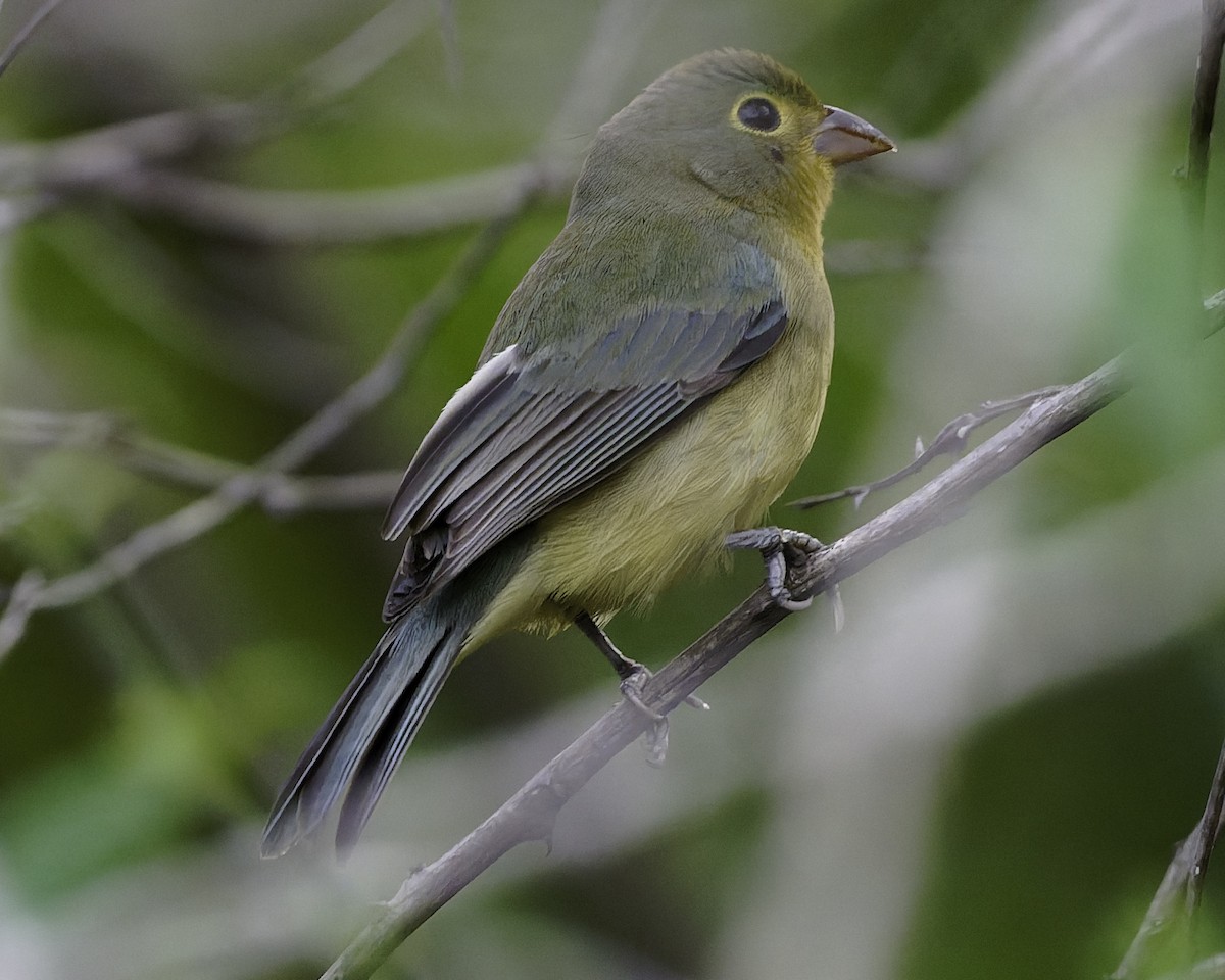 Orange-breasted Bunting - ML646186434