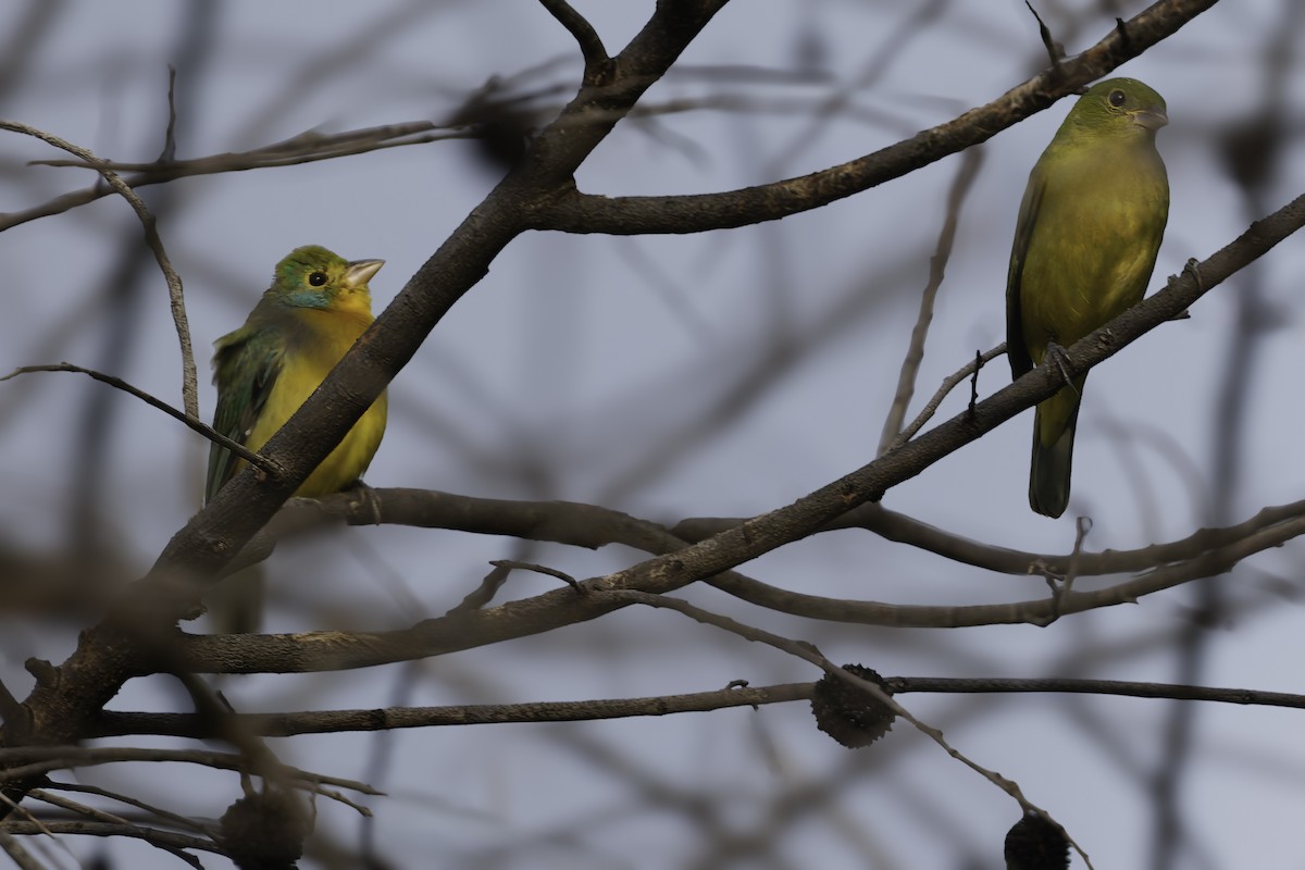 Orange-breasted Bunting - ML646186435