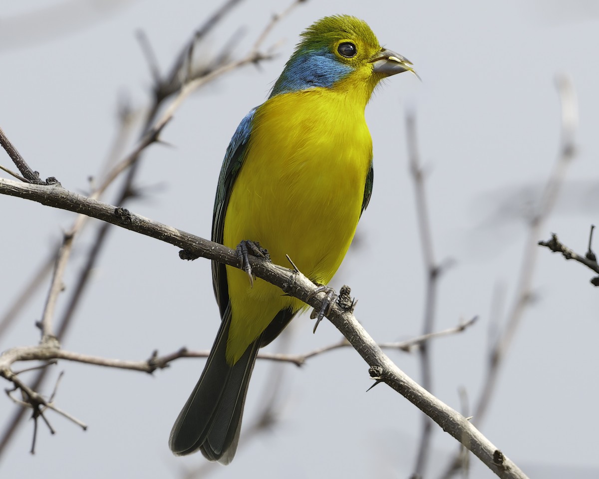 Orange-breasted Bunting - ML646186436