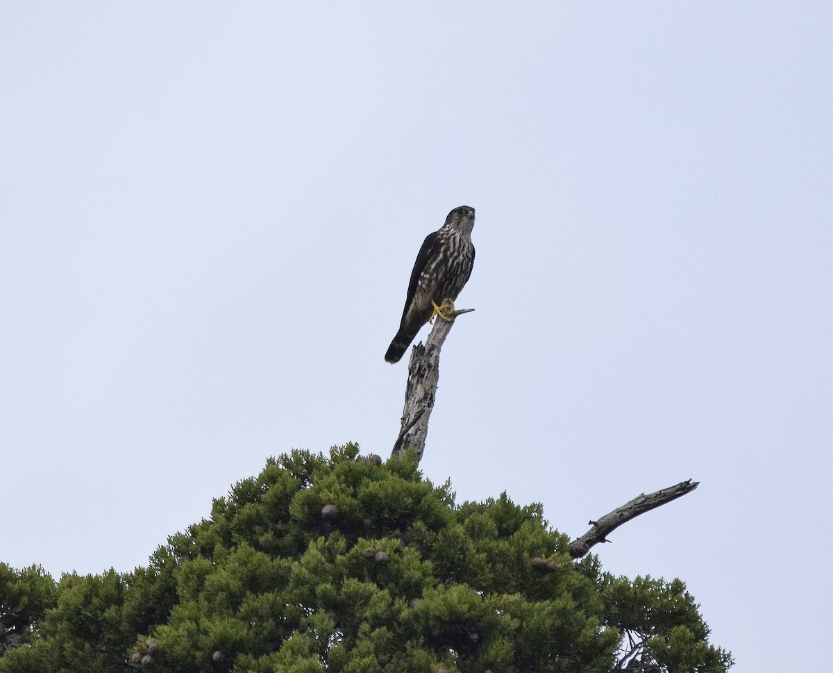 Merlin - ML646186440