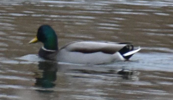Mallard - ML646186441