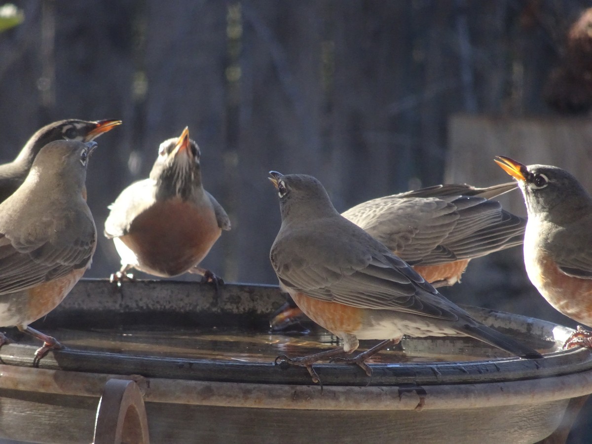 American Robin - ML646186445