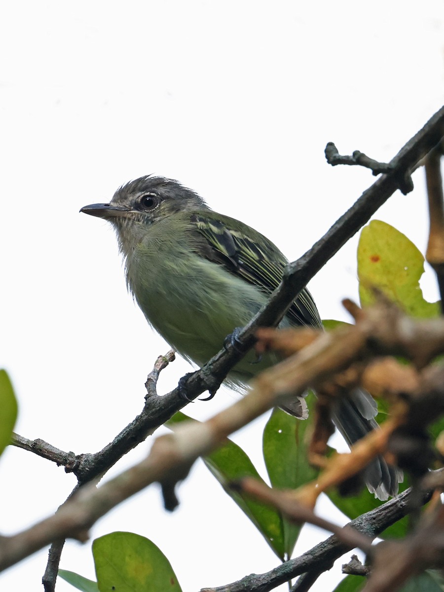 Southern Beardless-Tyrannulet - ML646186446