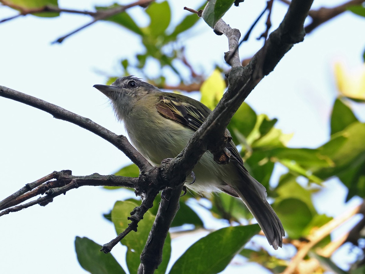 Southern Beardless-Tyrannulet - ML646186447
