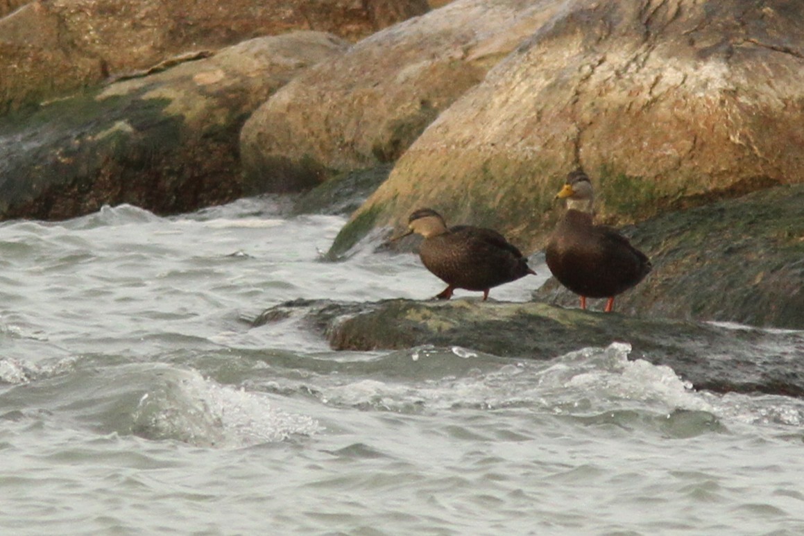 American Black Duck - ML646186448
