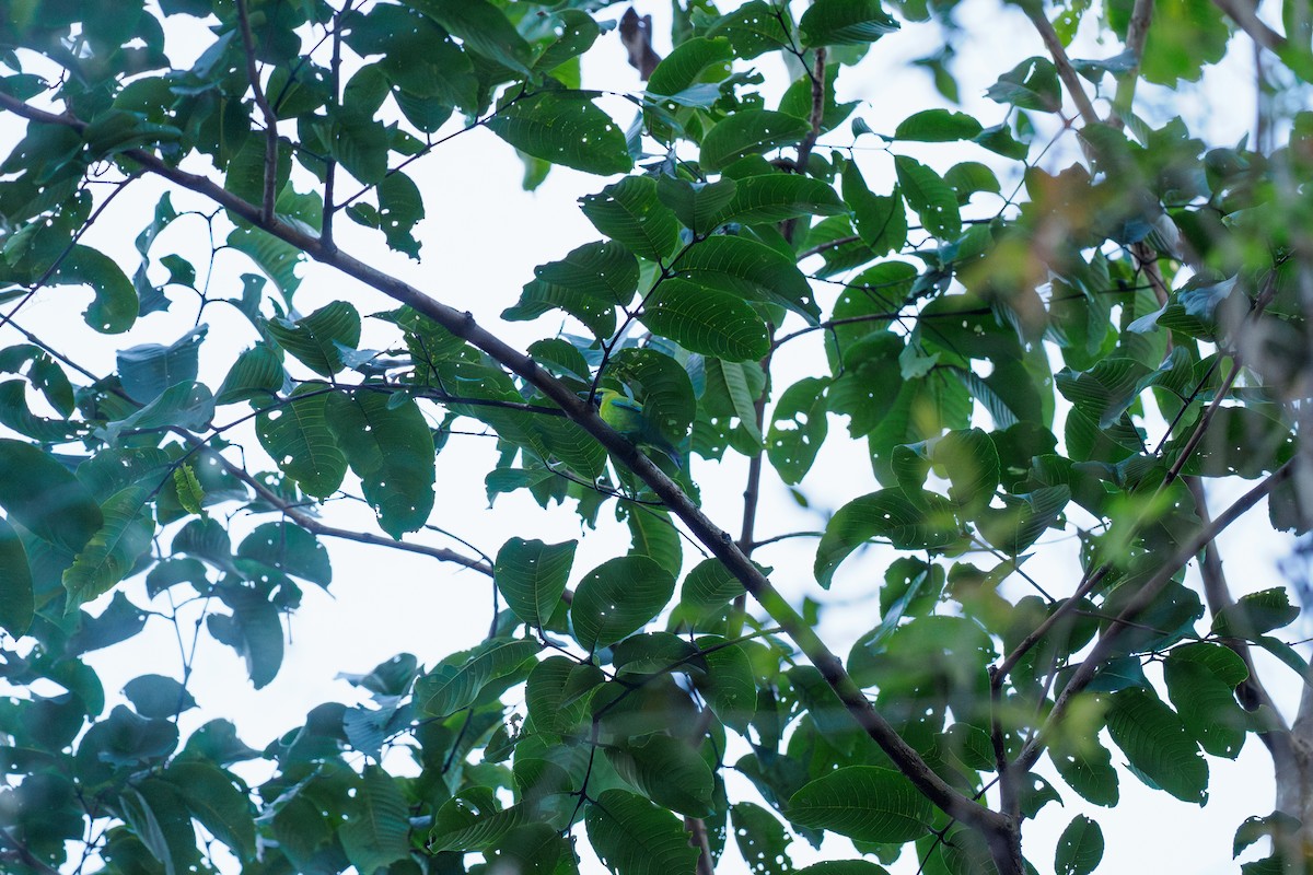 Blue-winged Leafbird - ML646186473