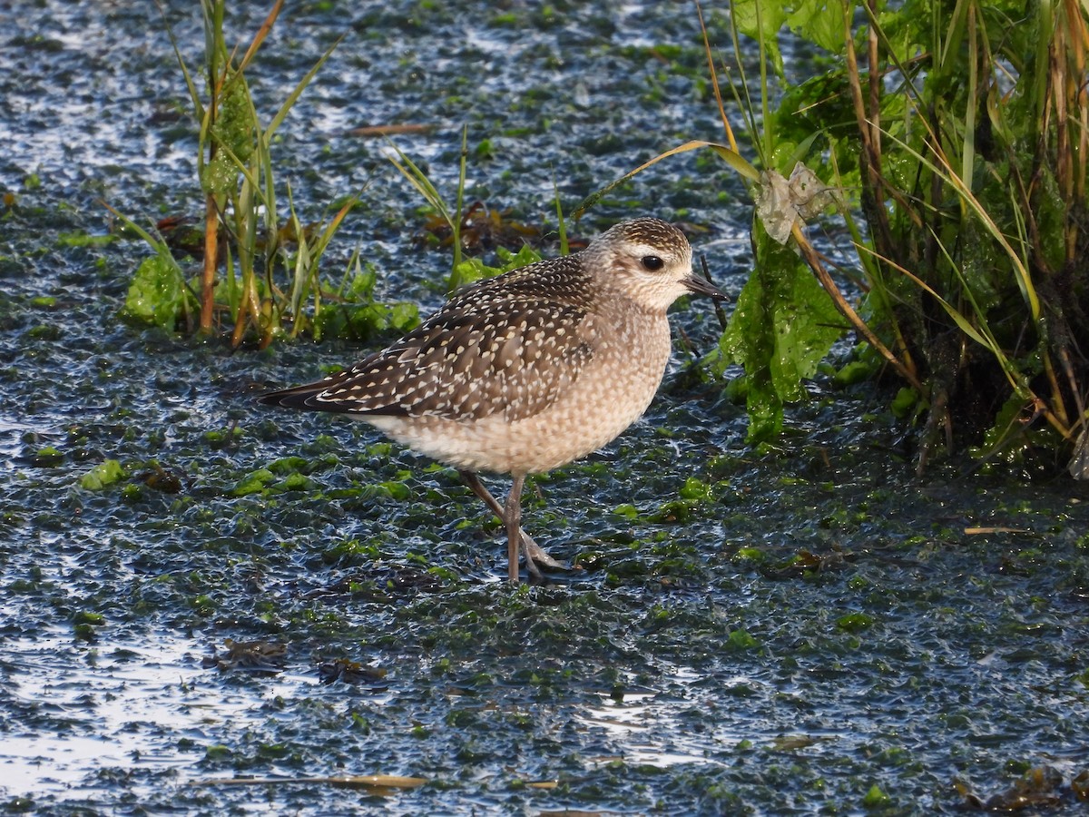 American Golden-Plover - ML646186476