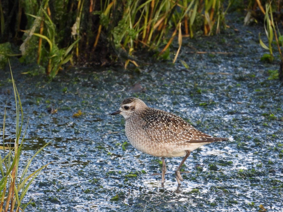 American Golden-Plover - ML646186478
